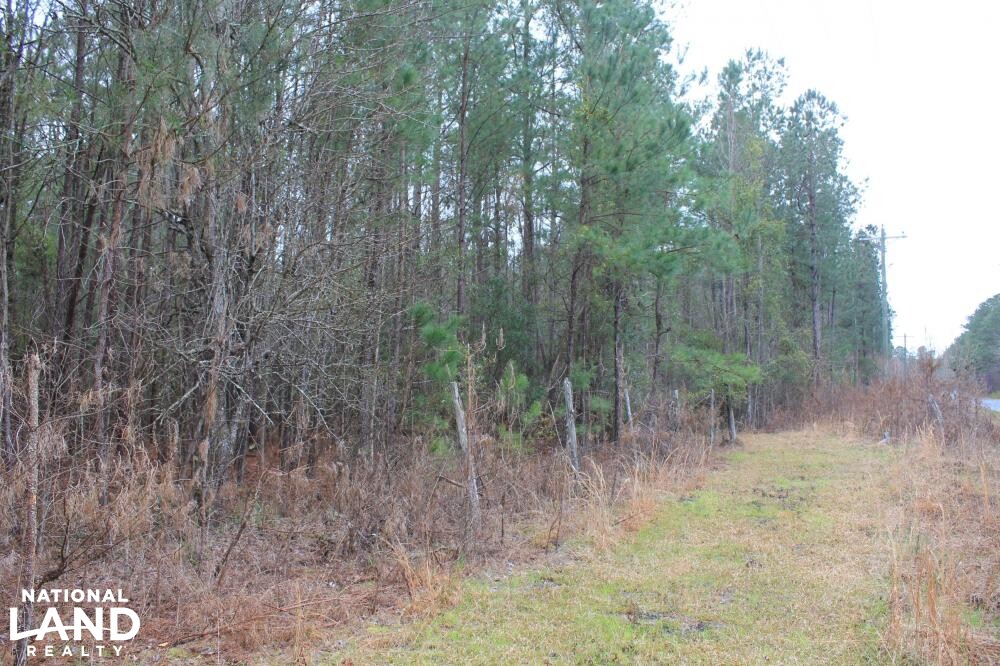 National Forest Hunting Land in Berkeley County, South Carolina (7