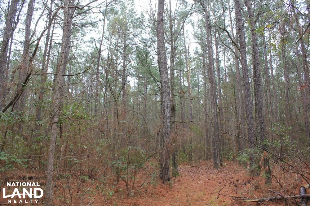 National Forest Hunting Land in Berkeley County, South Carolina (7