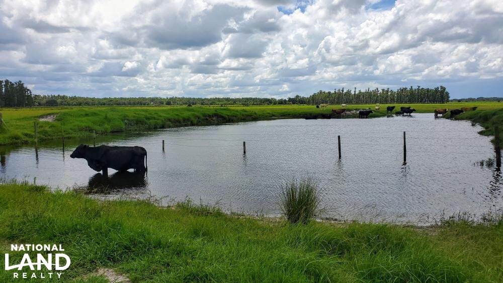 Zolfo Springs Farm and Ranch Land in Hardee County, Florida (34 Photos