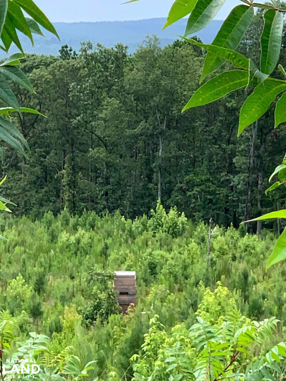 Recreation, Timber and Hunting Land in Coosa County, Alabama (16 Photos) National Land Realty