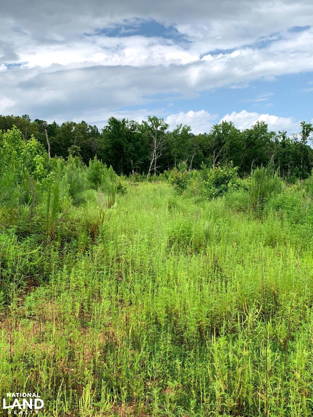 Recreation, Timber and Hunting Land in Coosa County, Alabama (16 Photos) National Land Realty