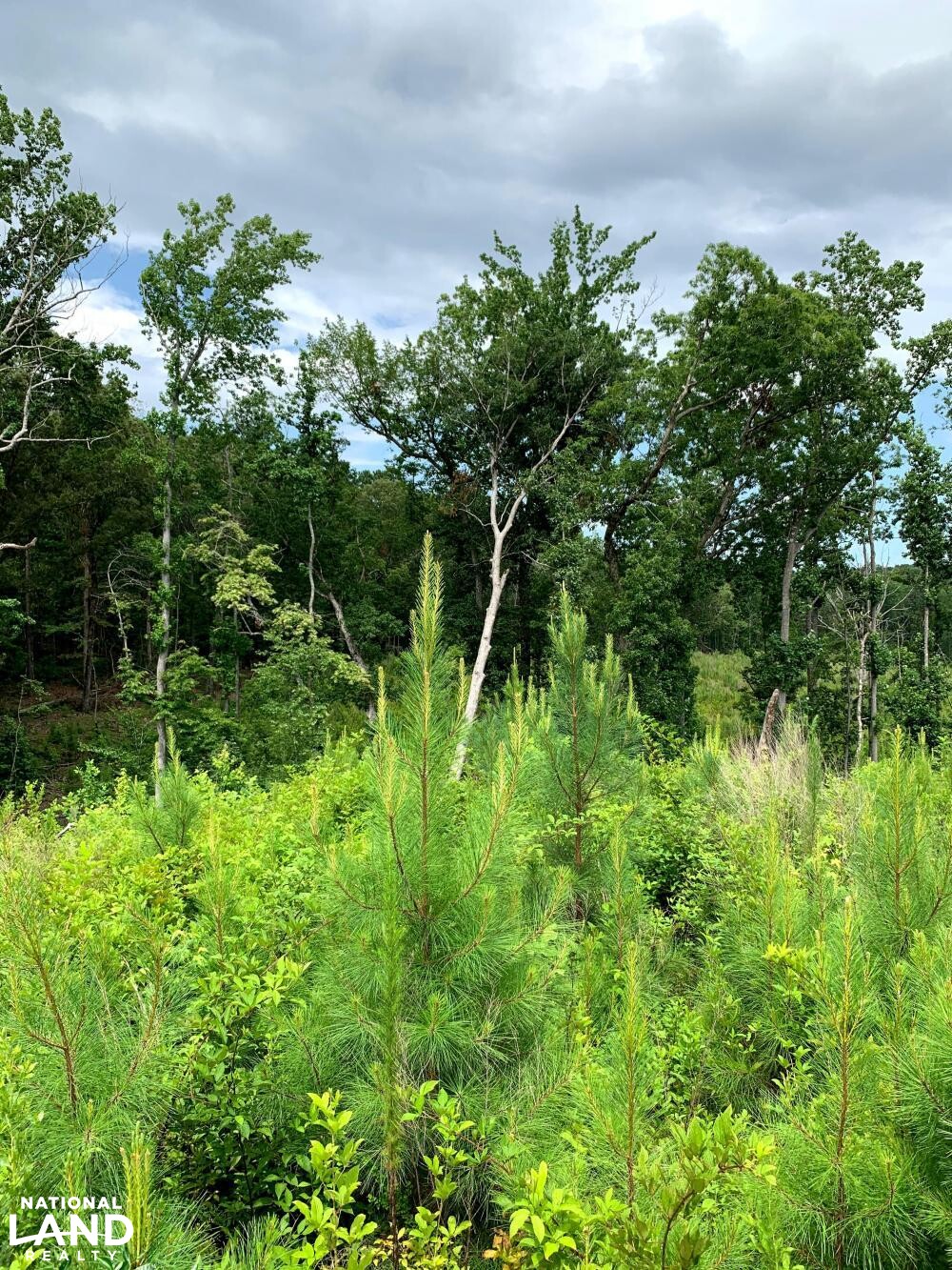 Recreation, Timber and Hunting Land in Coosa County, Alabama (16 Photos) National Land Realty