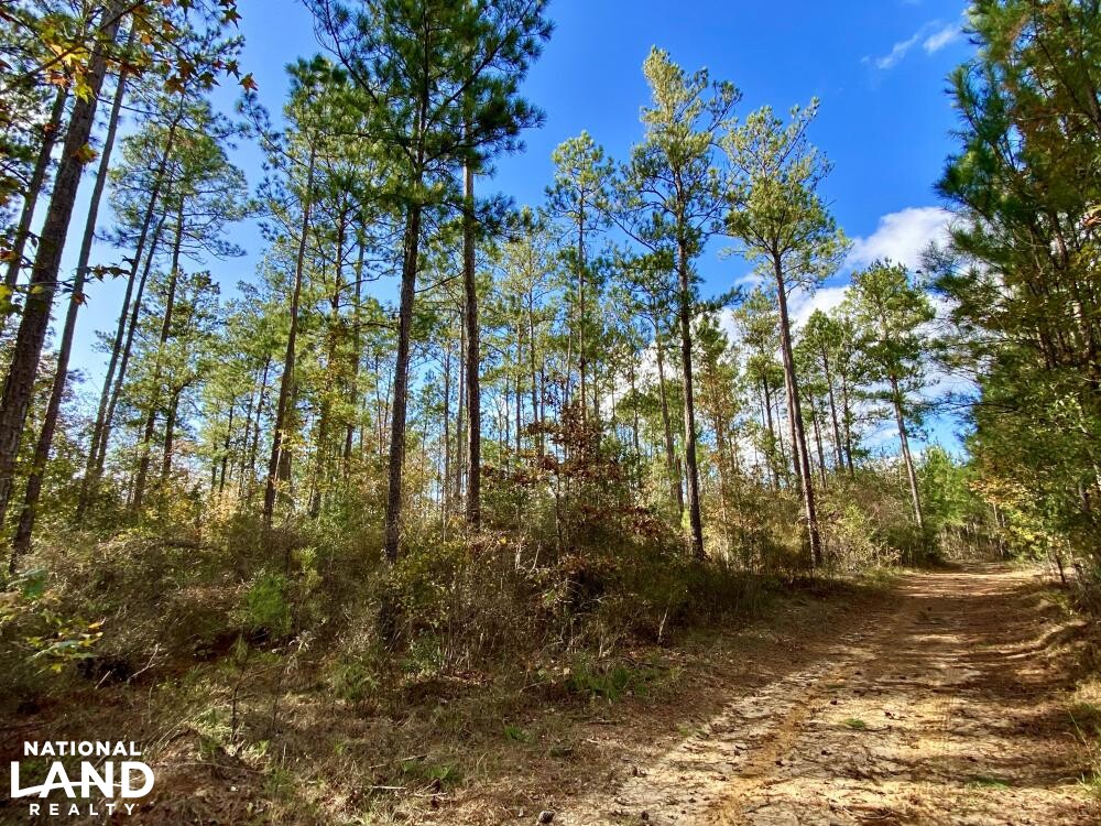 Chatom Golf Course Hunting Timber or Development Tract in Washington