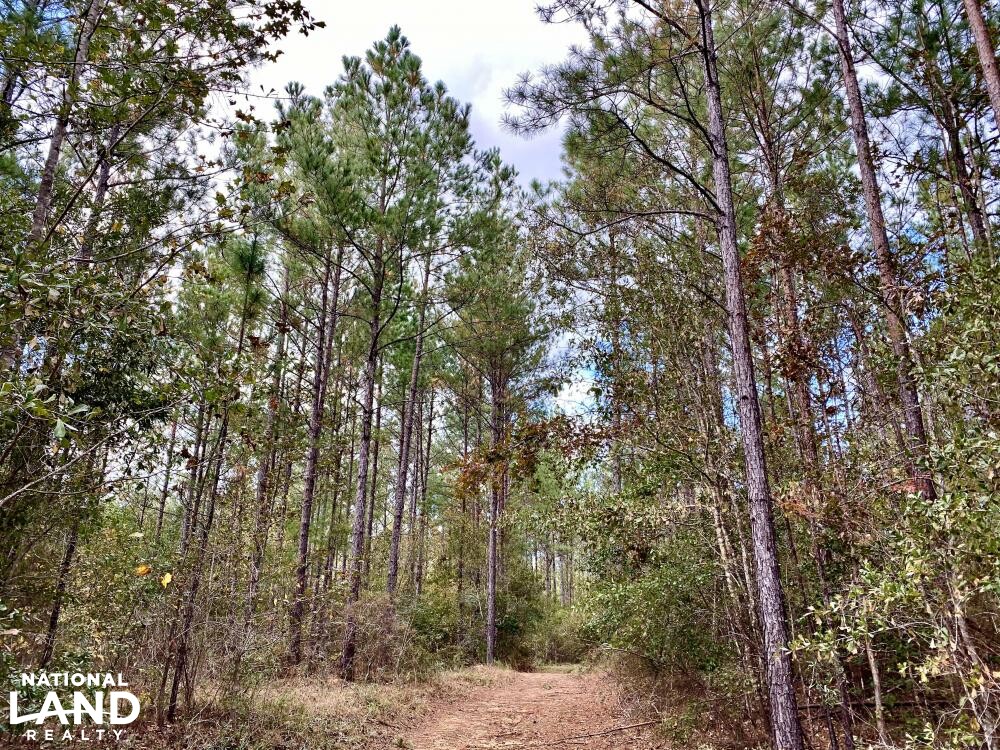 Chatom Golf Course Hunting Timber or Development Tract in Washington