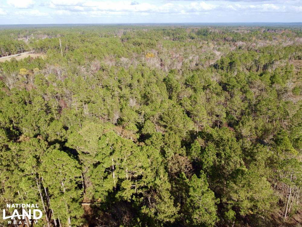 The Chatom Abb Road Tract in Washington County, Alabama (17 Photos