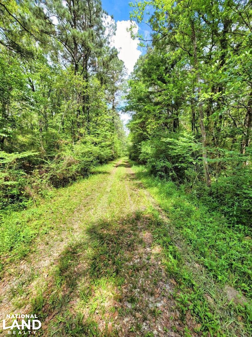Tangipahoa River Timber and Hunting in Tangipahoa Parish, Louisiana (54