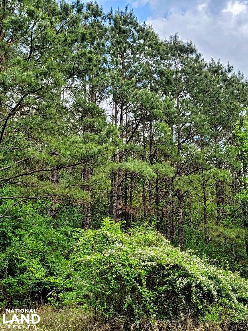 Tangipahoa River Timber and Hunting in Tangipahoa Parish, Louisiana (54