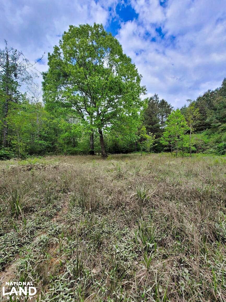 Tangipahoa River Timber and Hunting in Tangipahoa Parish, Louisiana (54