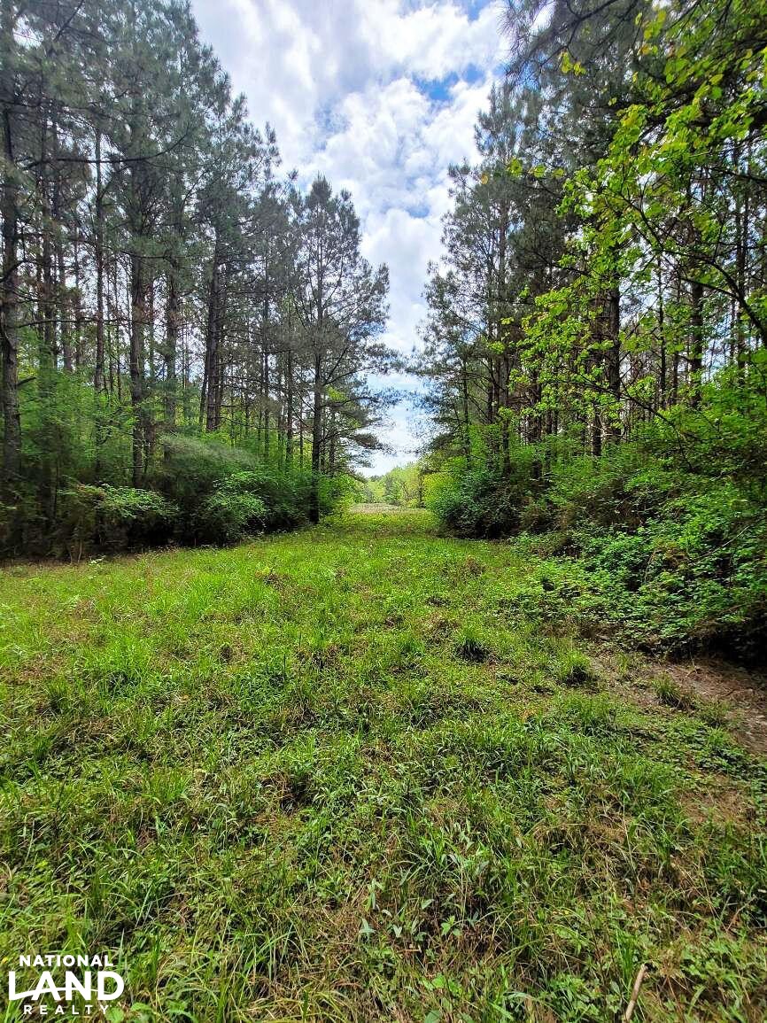 Tangipahoa River Timber and Hunting in Tangipahoa Parish, Louisiana (54