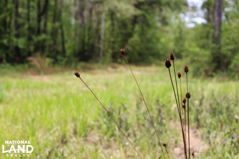 Tangipahoa River Timber and Hunting in Tangipahoa Parish, Louisiana (54