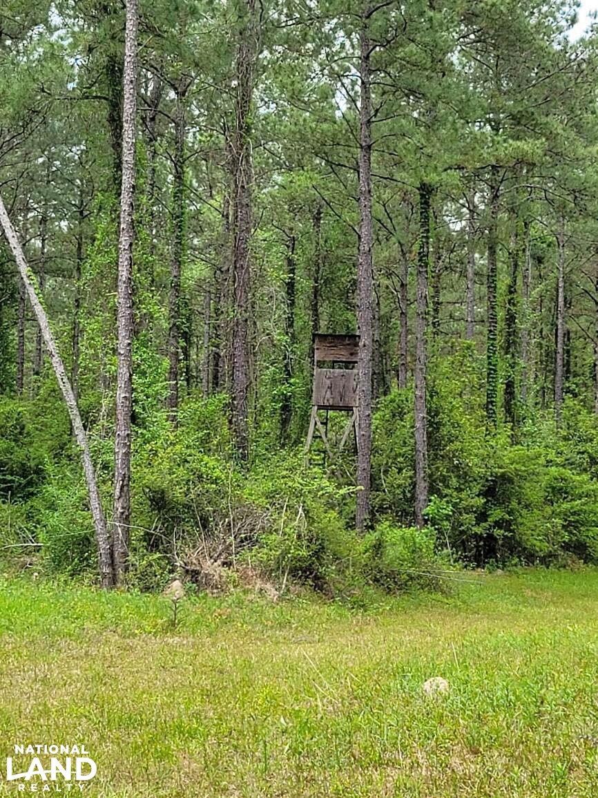 Tangipahoa River Timber and Hunting in Tangipahoa Parish, Louisiana (54