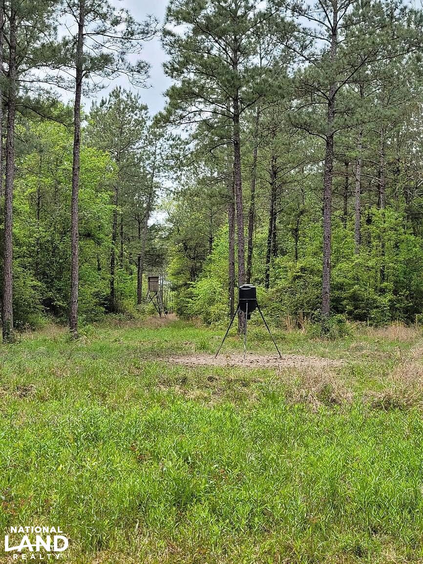 Tangipahoa River Timber and Hunting in Tangipahoa Parish, Louisiana (54