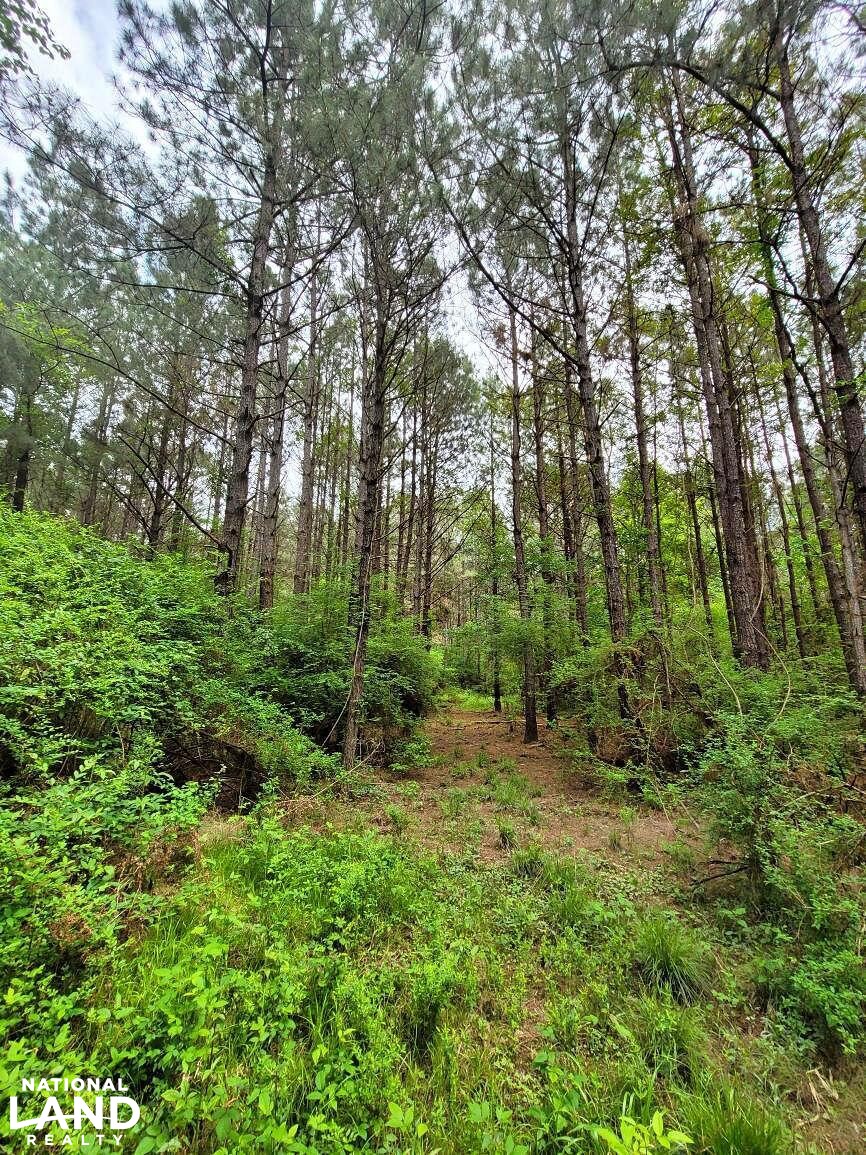 Tangipahoa River Timber and Hunting in Tangipahoa Parish, Louisiana (54