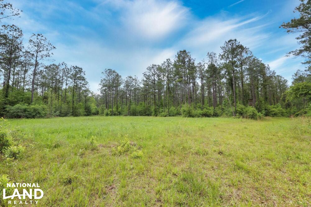 Tangipahoa River Timber and Hunting in Tangipahoa Parish, Louisiana (54