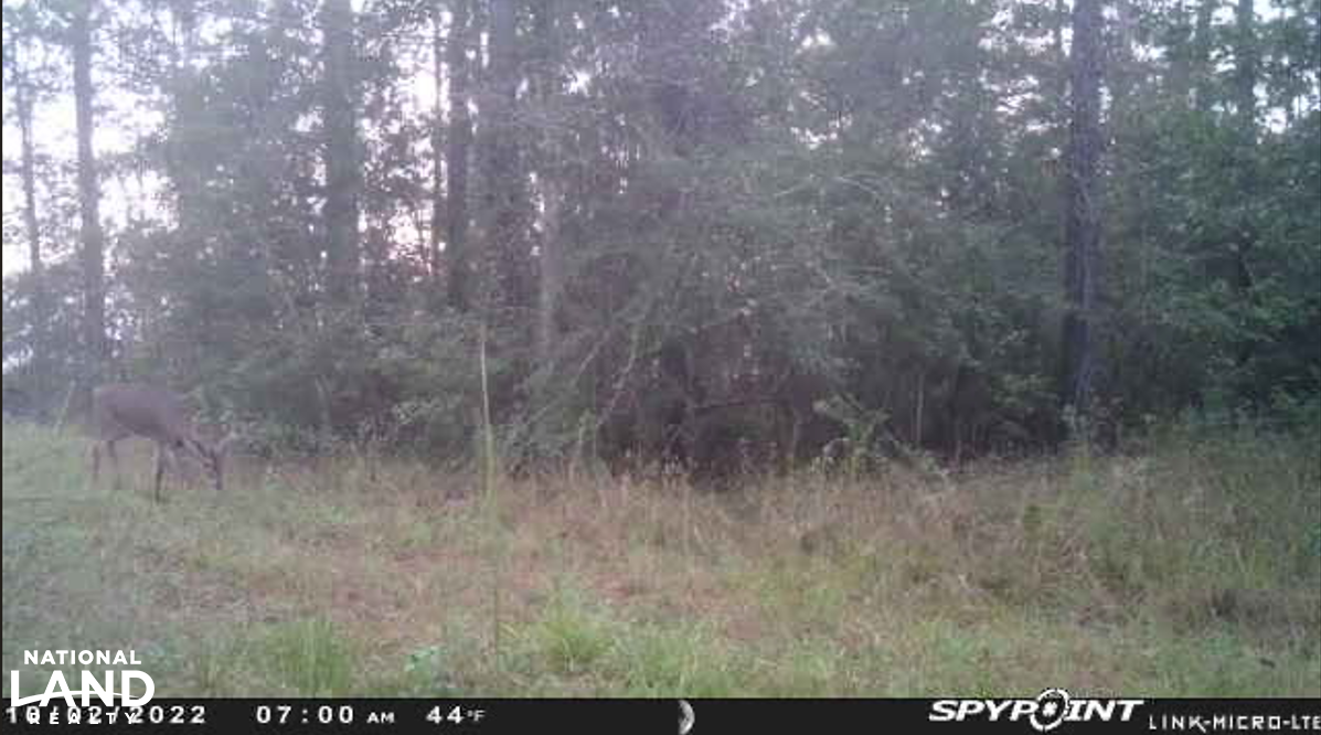Tangipahoa River Timber and Hunting in Tangipahoa Parish, Louisiana (54