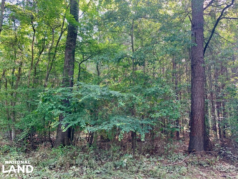 Noxubee River Plantation Hunting and Timber Investment in Noxubee