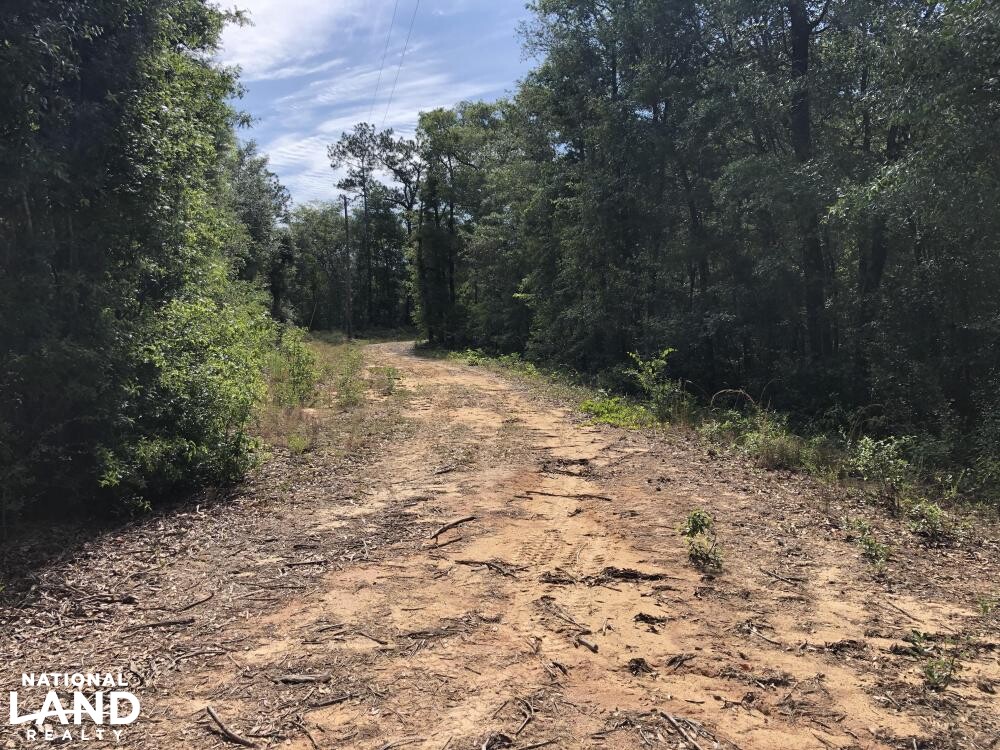 Ohoopee River Recreational Tract in Tattnall County, (75 Photos