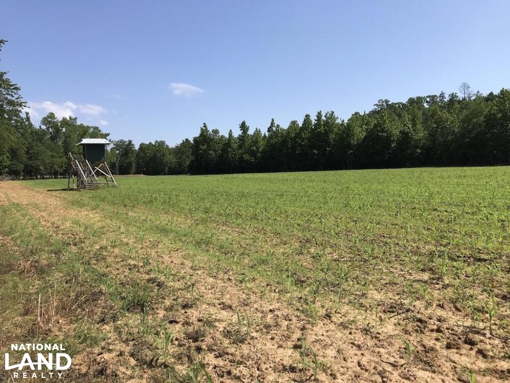 Custom Cabin, Stocked Pond, Huge Food Plot & More in Kemper County