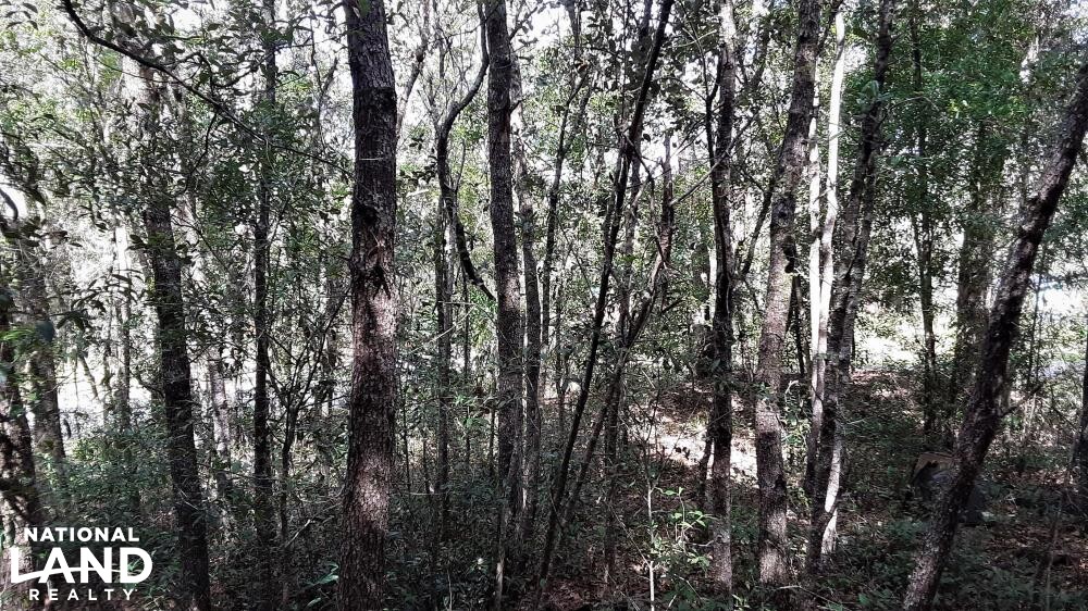Interlachen Lakes Estates Lot in Putnam County, Florida (9 Photos) National Land Realty