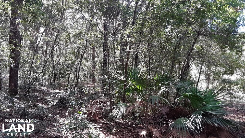 Interlachen Lakes Estates Lot in Putnam County, Florida (9 Photos) National Land Realty