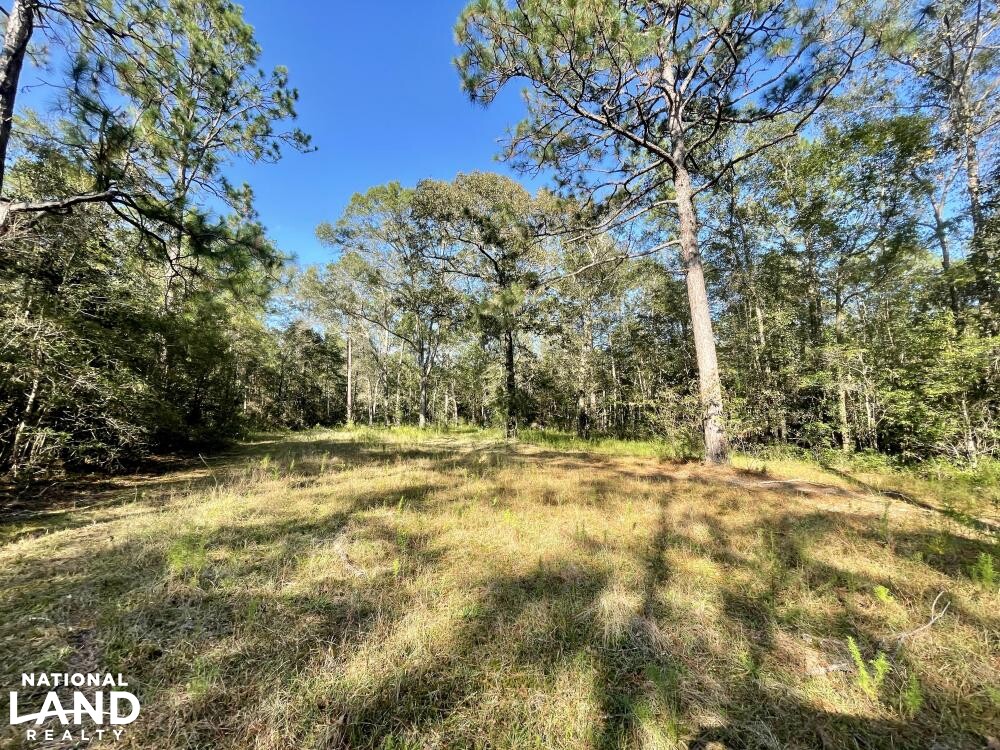 Escatawpa River Timber and Hunting Investment in Washington County