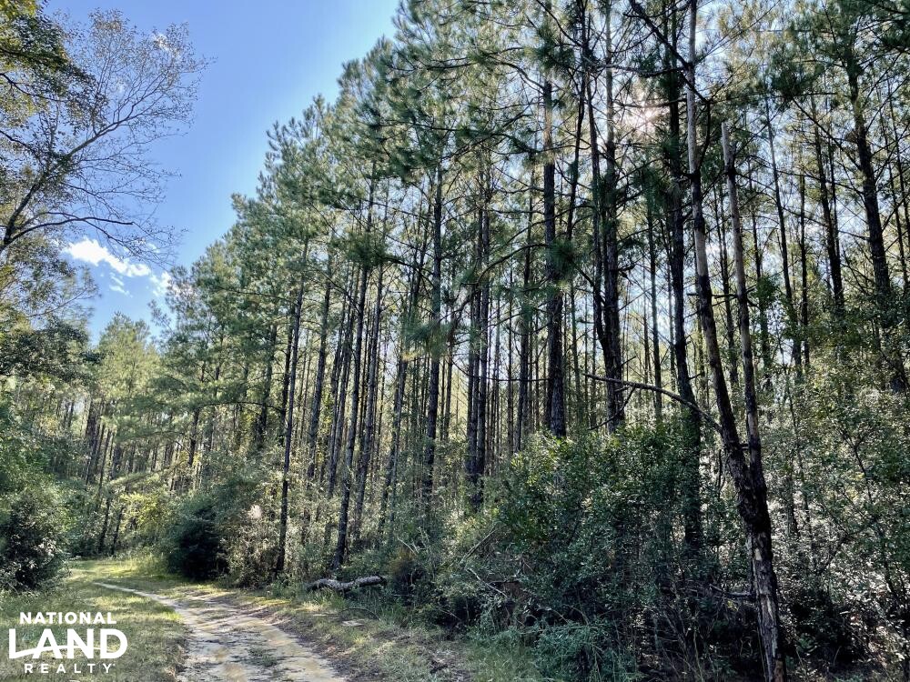 Escatawpa River Timber and Hunting Investment in Washington County