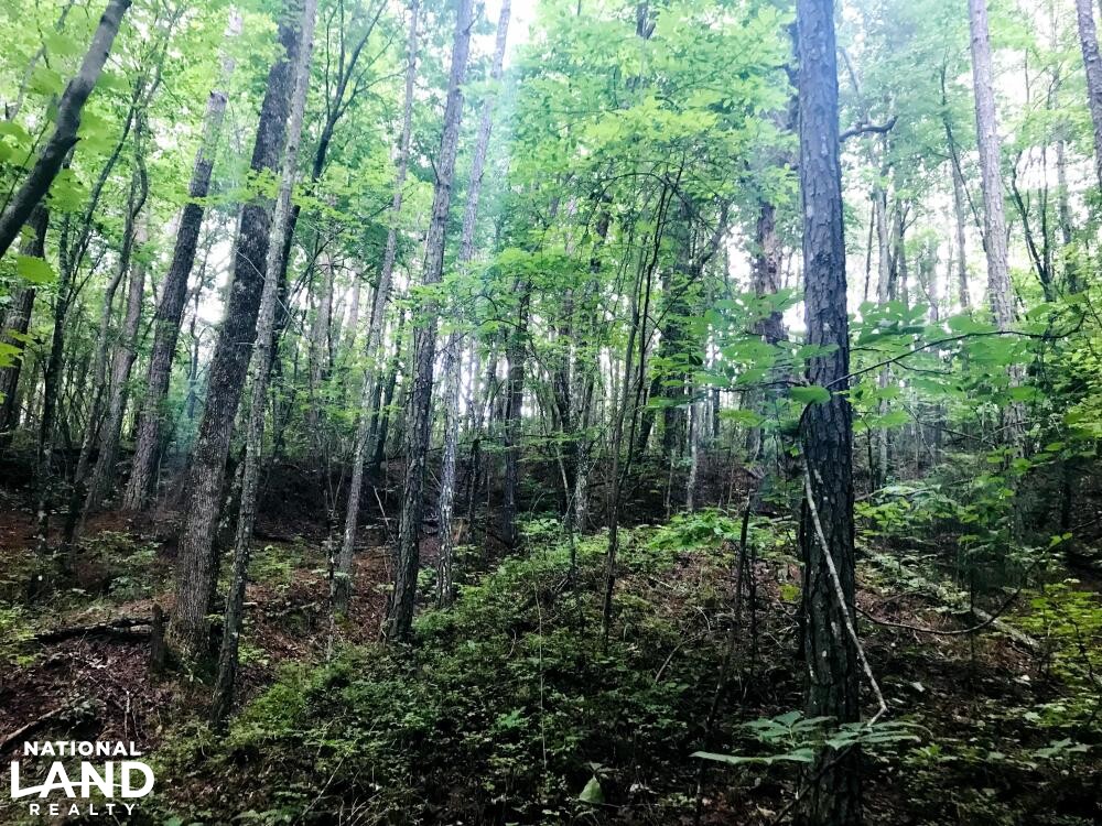 Whitesburg Springer Rd Homesite in Carroll County, (8 Photos