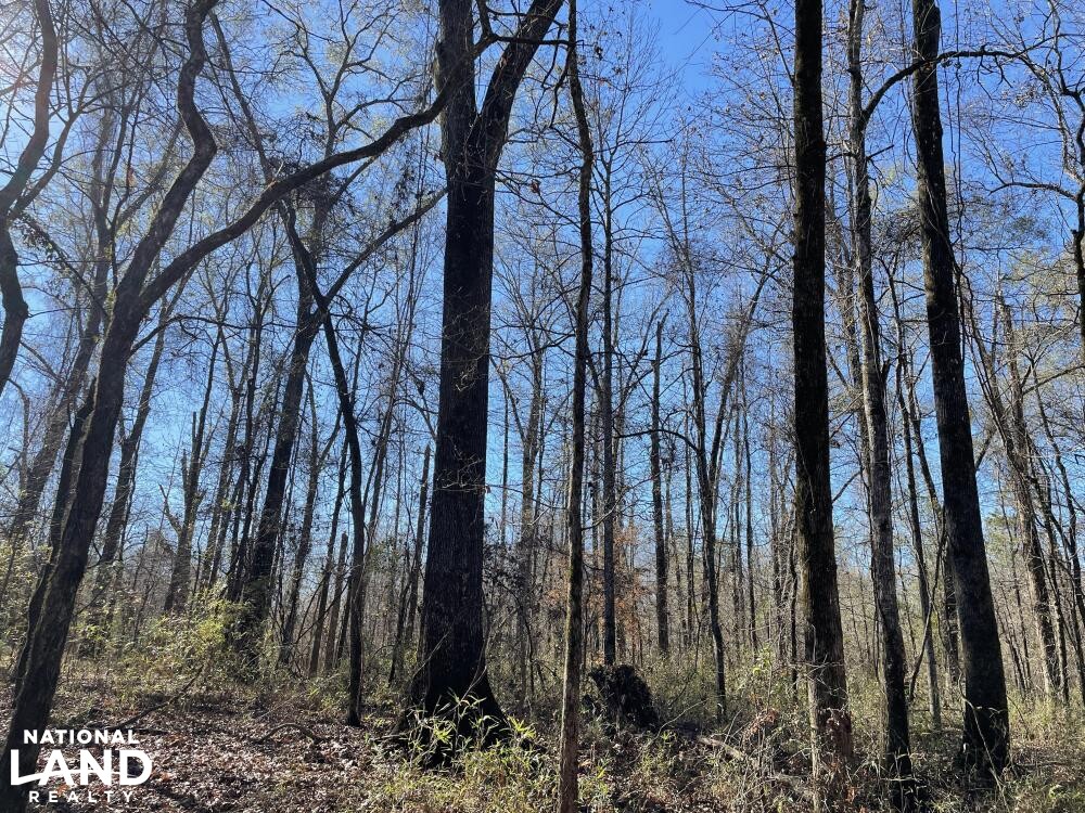 Tombigbee River Hunting Retreat in Sumter County, Alabama (44 Photos