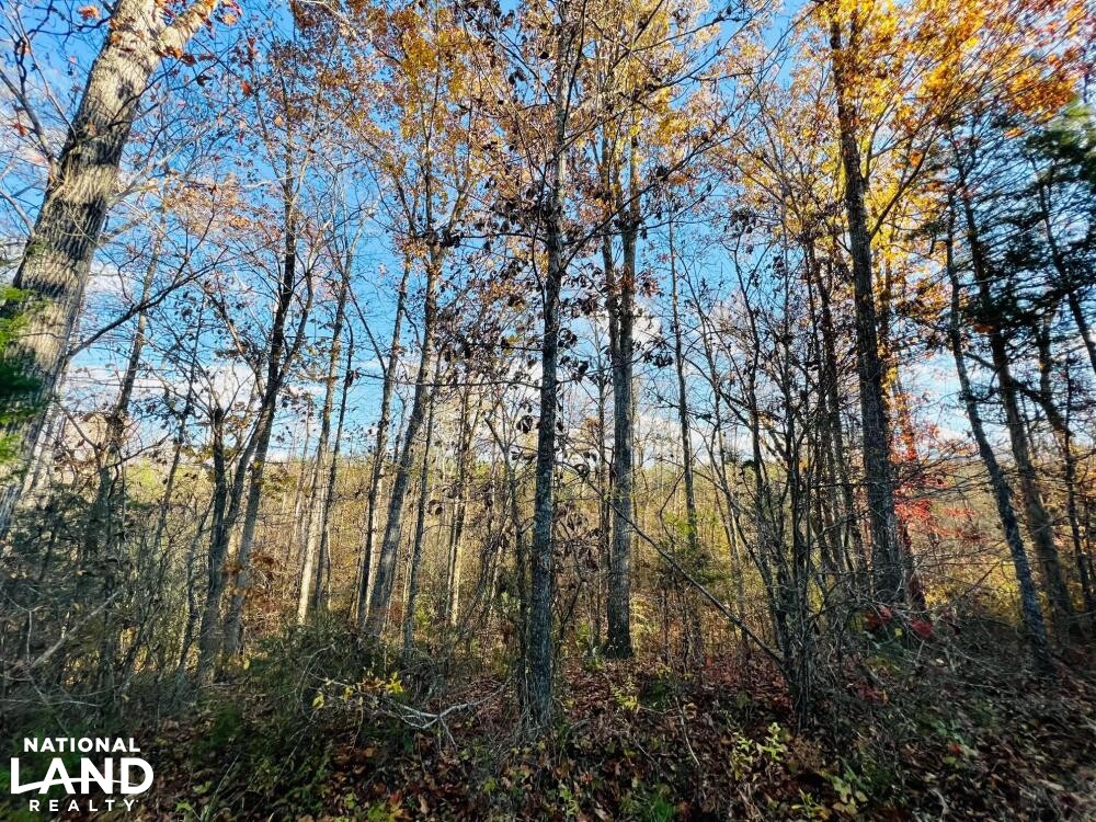 Roanoke River Hunting Paradise in Halifax County, Virginia (27 Photos