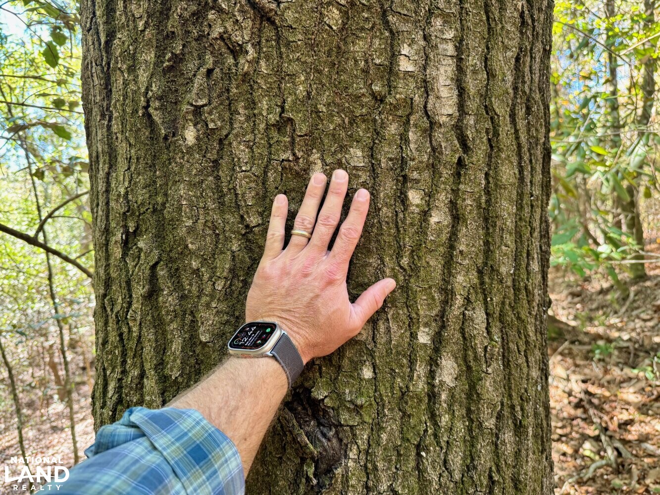 Escambia Creek Hunting and Timber Investment in Conecuh County, Alabama
