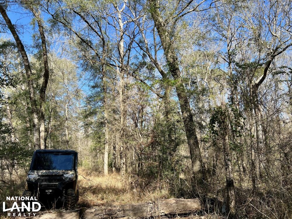 Conecuh River Hunting & Timber Investment in Crenshaw County, Alabama