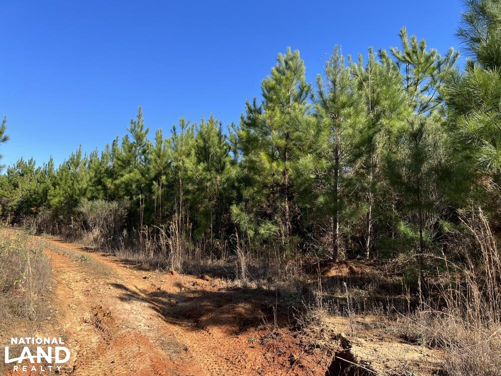 Conecuh River Hunting & Timber Investment in Crenshaw County, Alabama