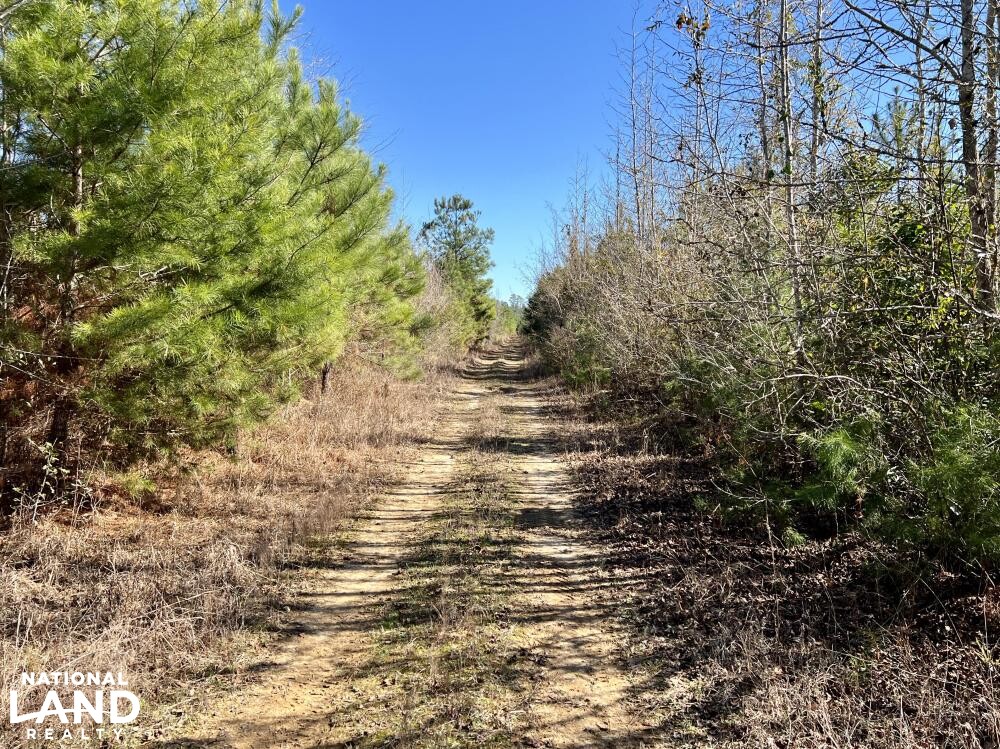 Conecuh River Hunting & Timber Investment in Crenshaw County, Alabama