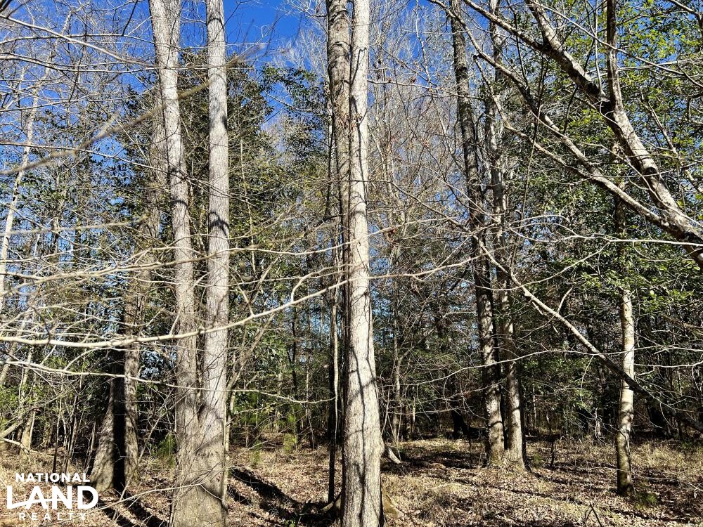 Conecuh River Hunting & Timber Investment in Crenshaw County, Alabama