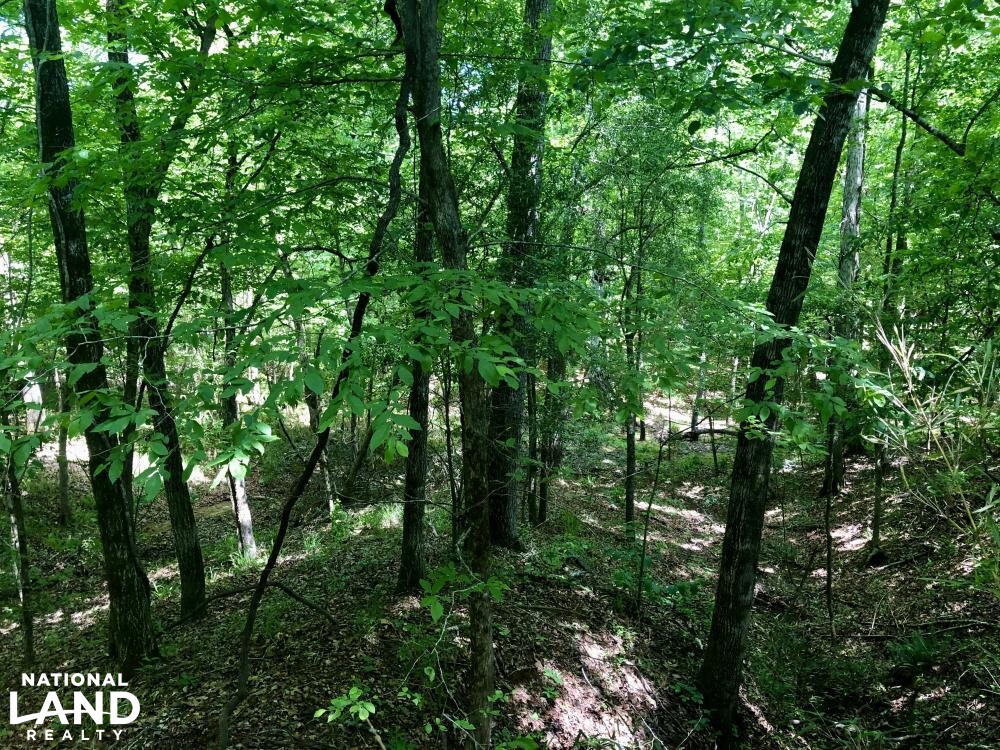 Legacy Shores Homesite in Wilcox County, Alabama (12 Photos) National