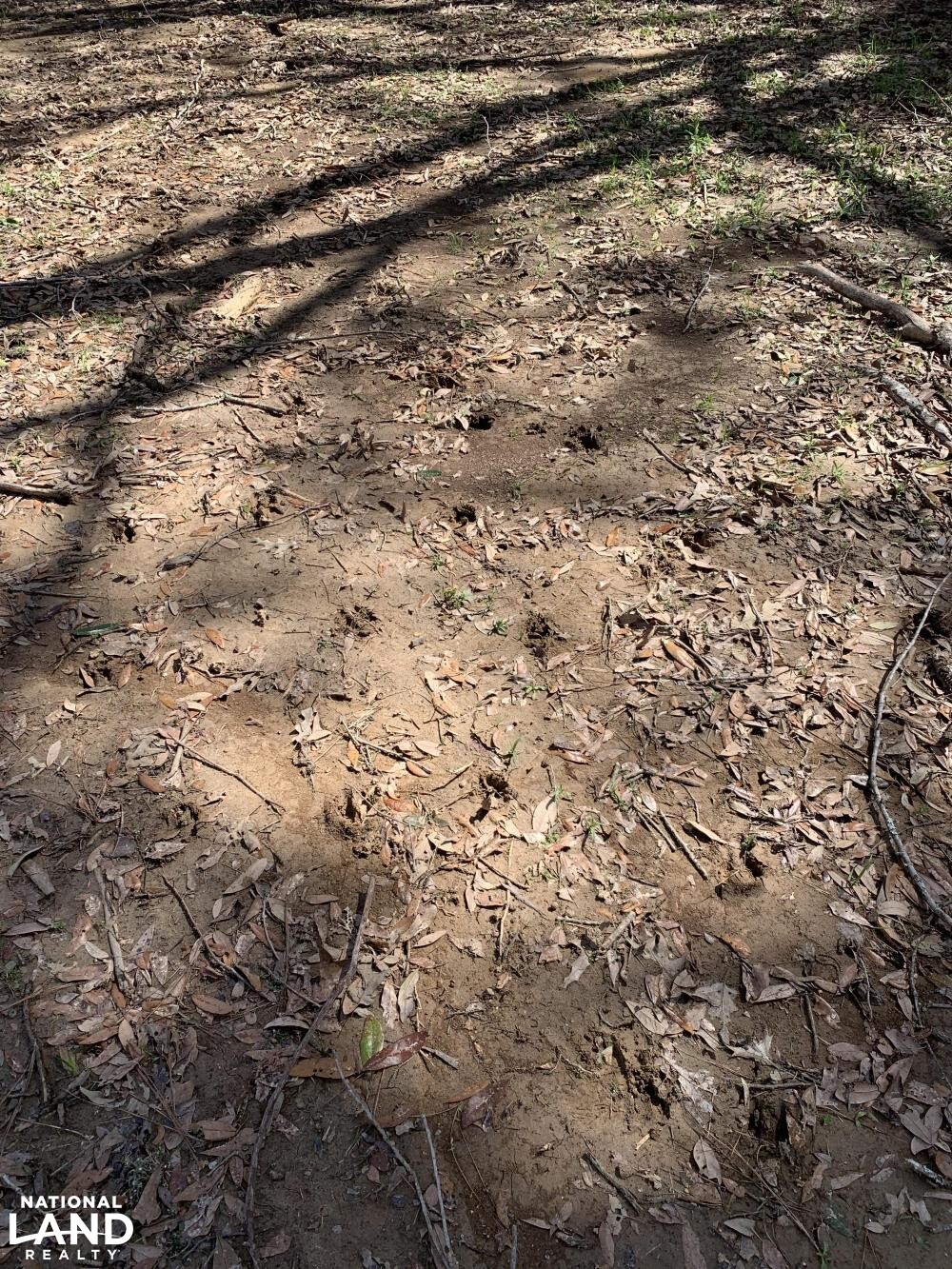 Deer tracks (15 of 45)