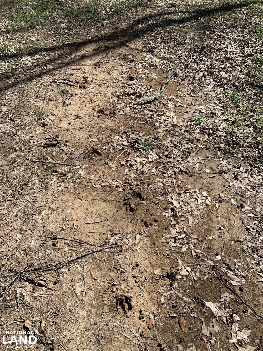 More deer (17 of 45)