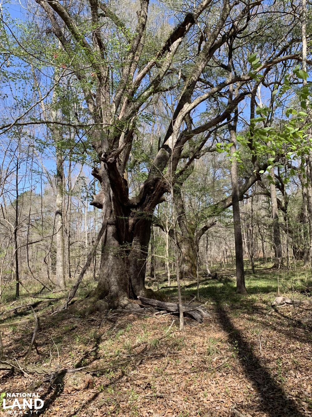 More live oaks (18 of 45)