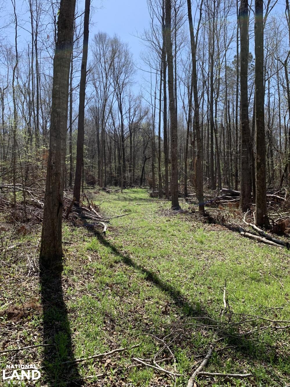 Food plot (21 of 45)
