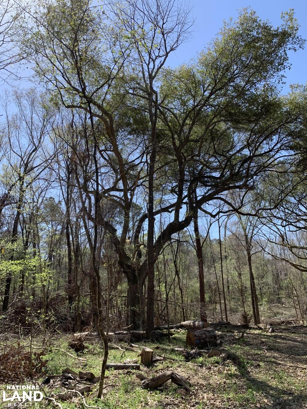 Great timber and cover for deer/turkeys (13 of 45)