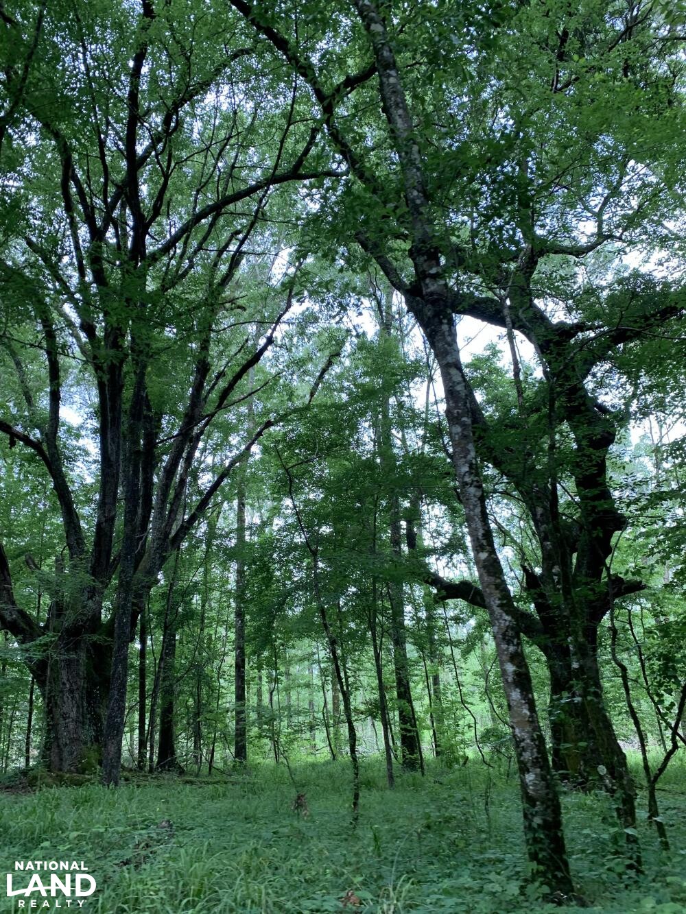 Giant live oak trees (2 of 45)