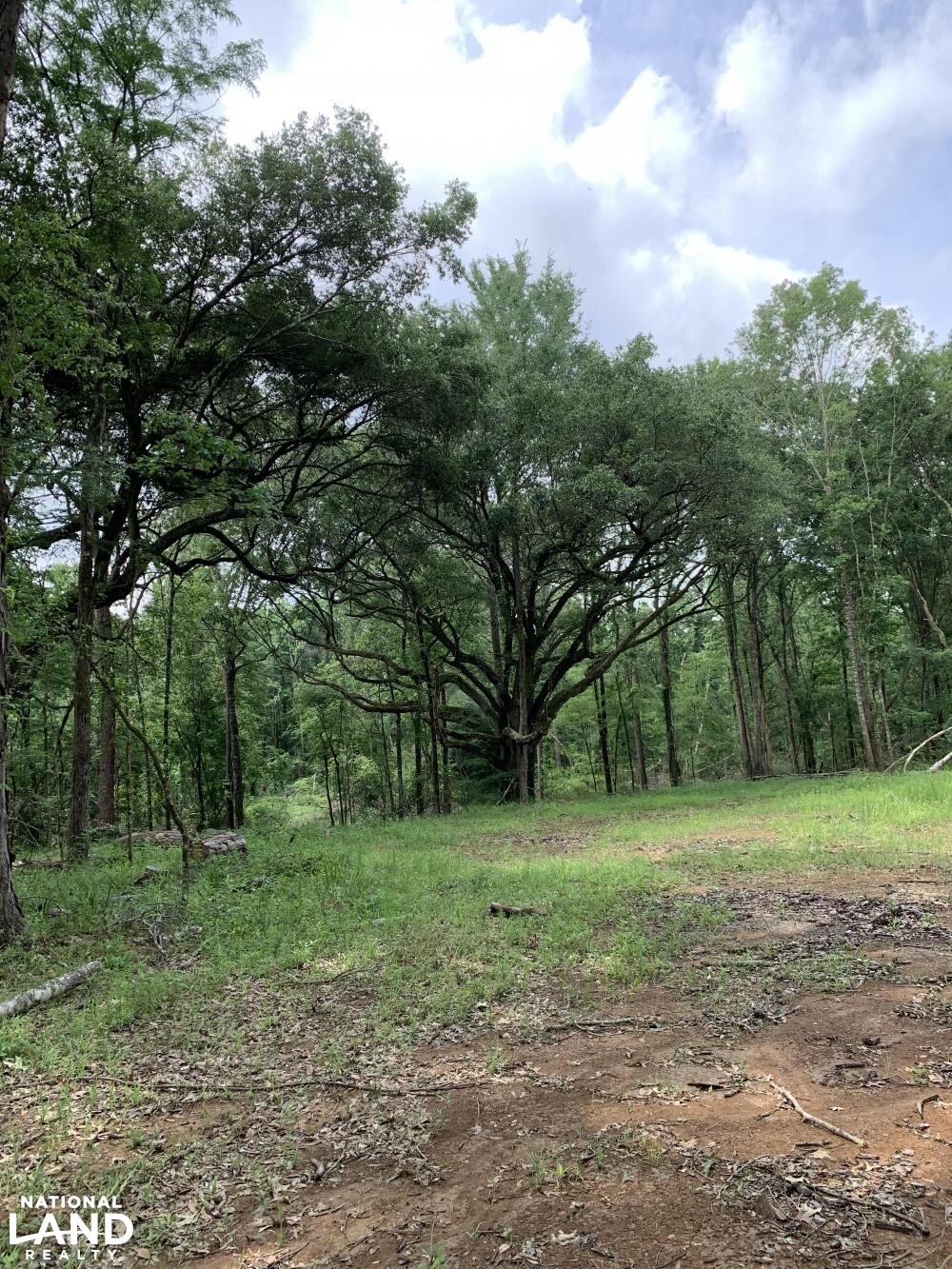 Perfect food plot (34 of 45)