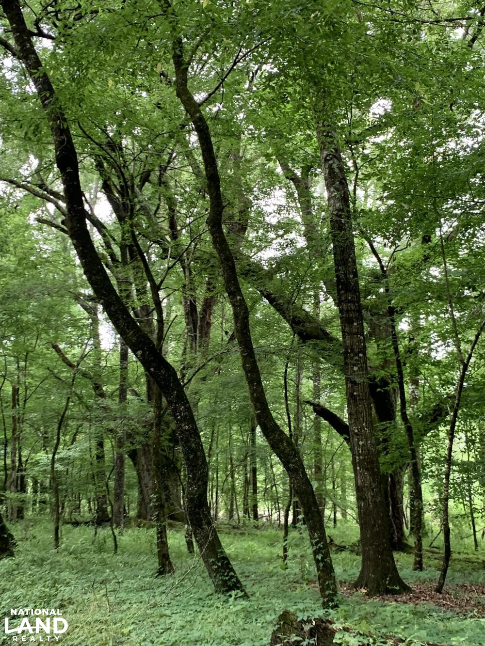 Timber (37 of 45)