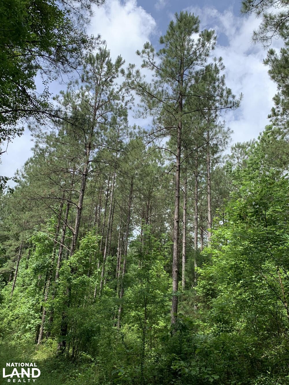 Good stand of pine timber (43 of 45)