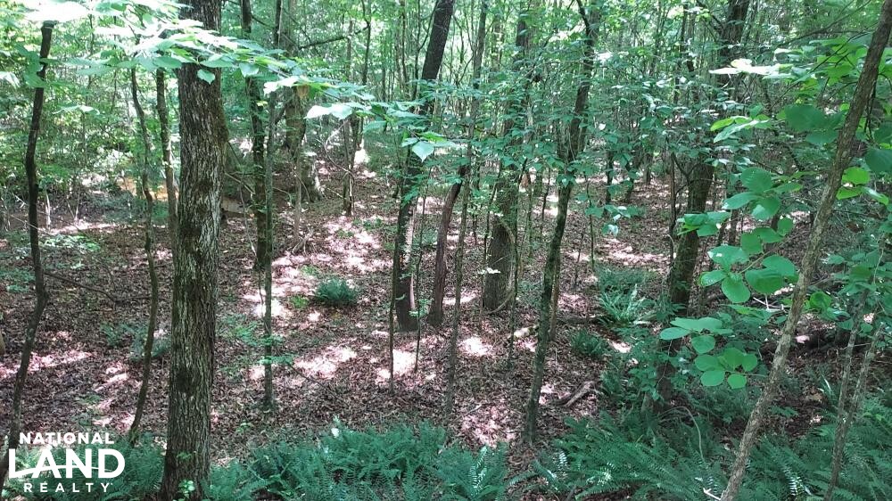 Sugar Creek Hunting and Timber Tract in Claiborne Parish, Louisiana (9