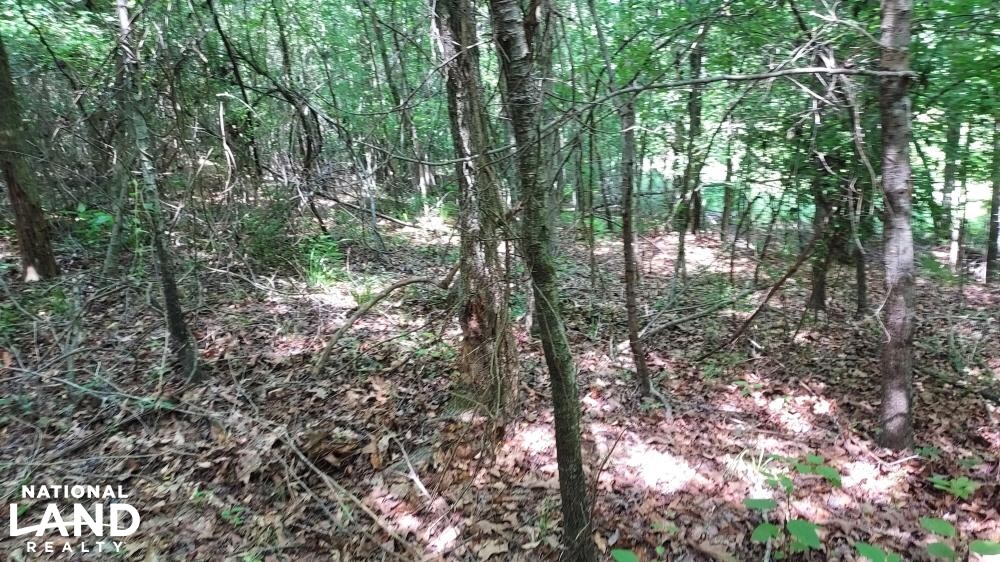 Sugar Creek Hunting and Timber Tract in Claiborne Parish, Louisiana (9