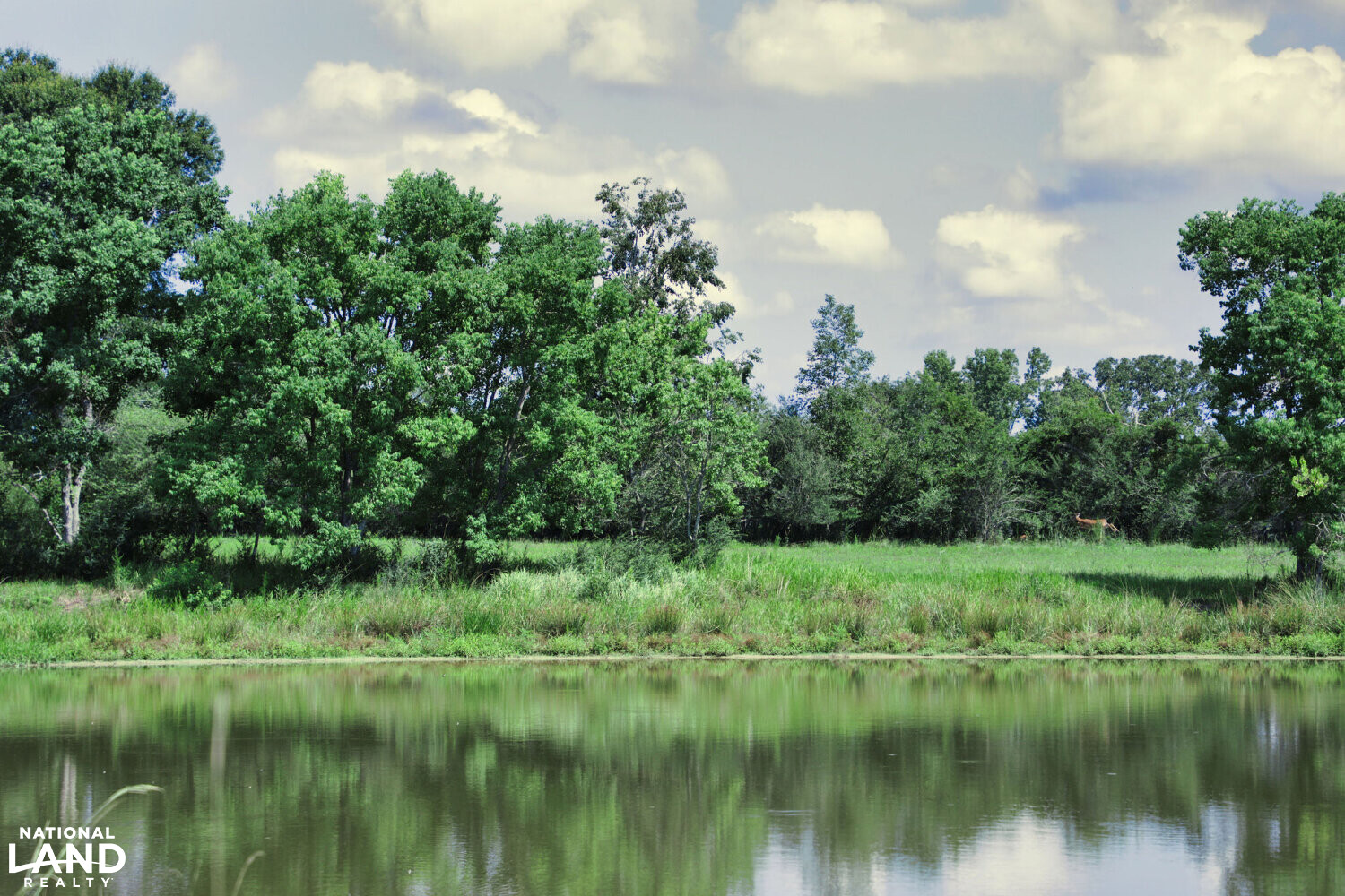 Gulf Coast Pasture Land in Greene County, Mississippi (28 Photos
