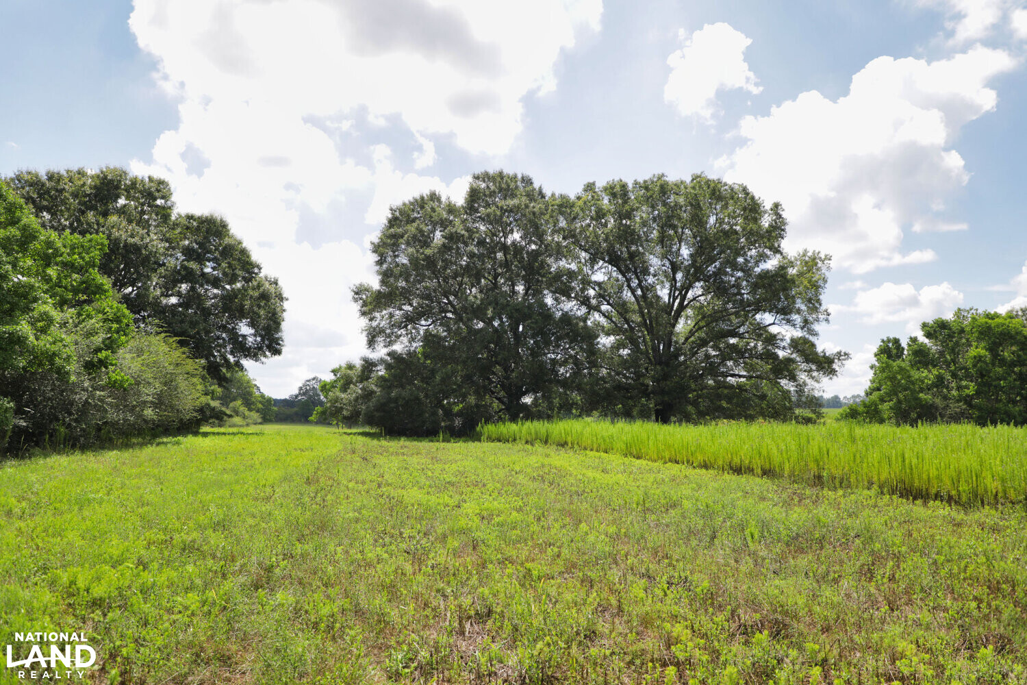 Gulf Coast Pasture Land in Greene County, Mississippi (28 Photos