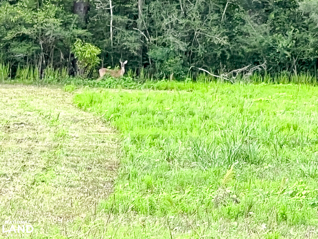 Gulf Coast Pasture Land in Greene County, Mississippi (28 Photos