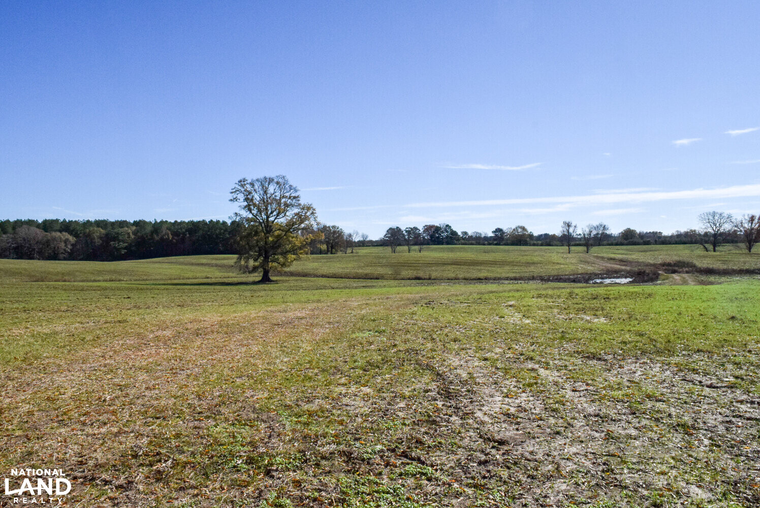 Gulf Coast Pasture Land in Greene County, Mississippi (28 Photos